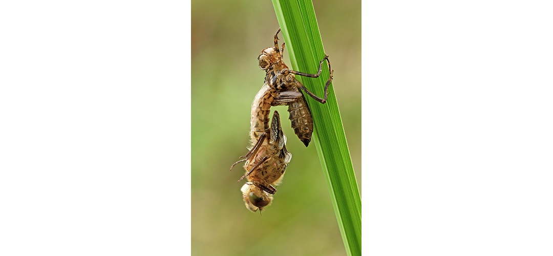 Libel­len – Zum Jagen gebo­ren, zum Flie­gen bestimmt