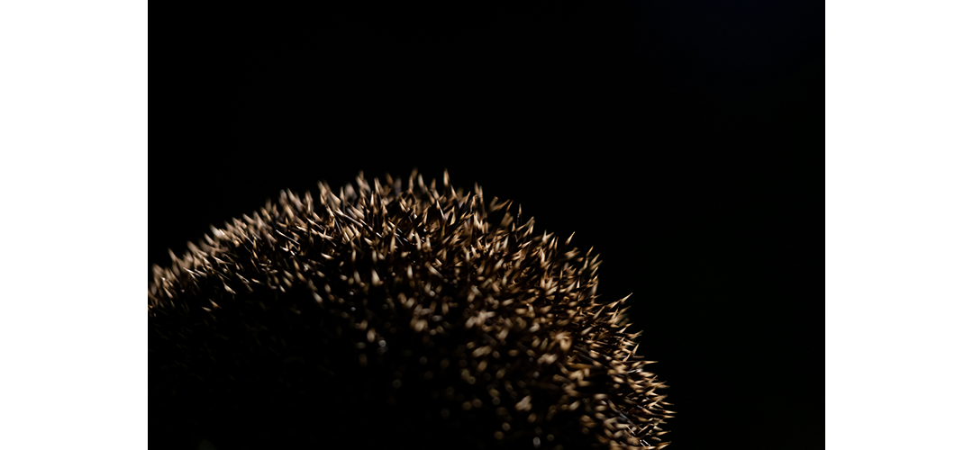 Unser stach­li­ger Nachbar