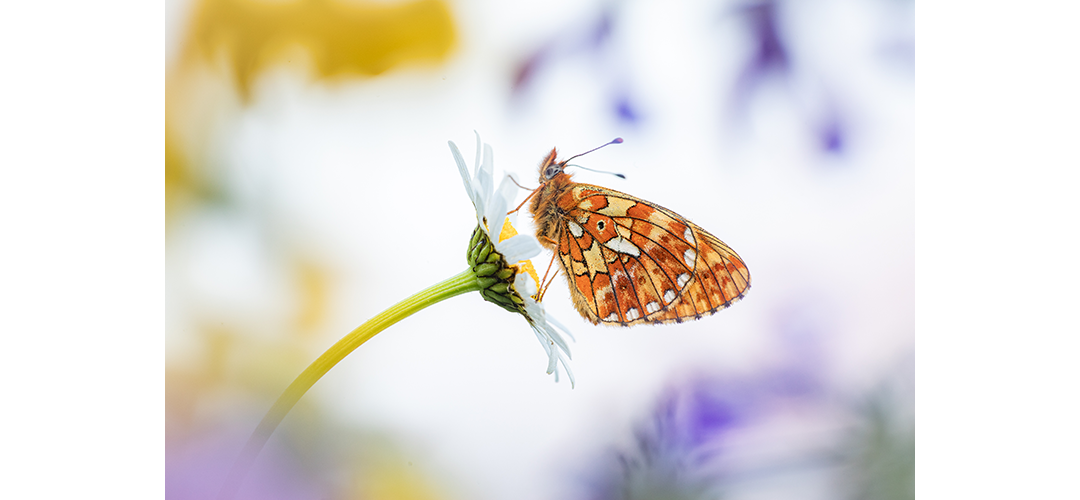 Natur­schutz­pro­jekt Tösstal