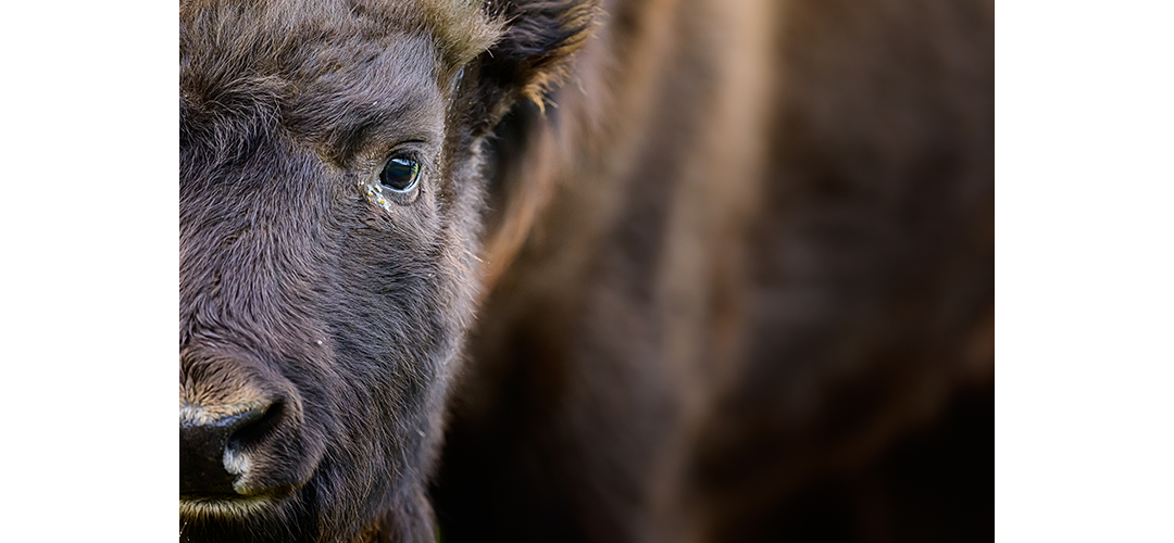 Wisen­te in der Schweiz