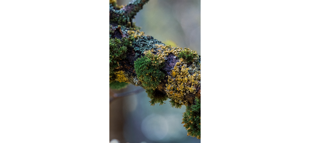 Moo­se und Flechten
