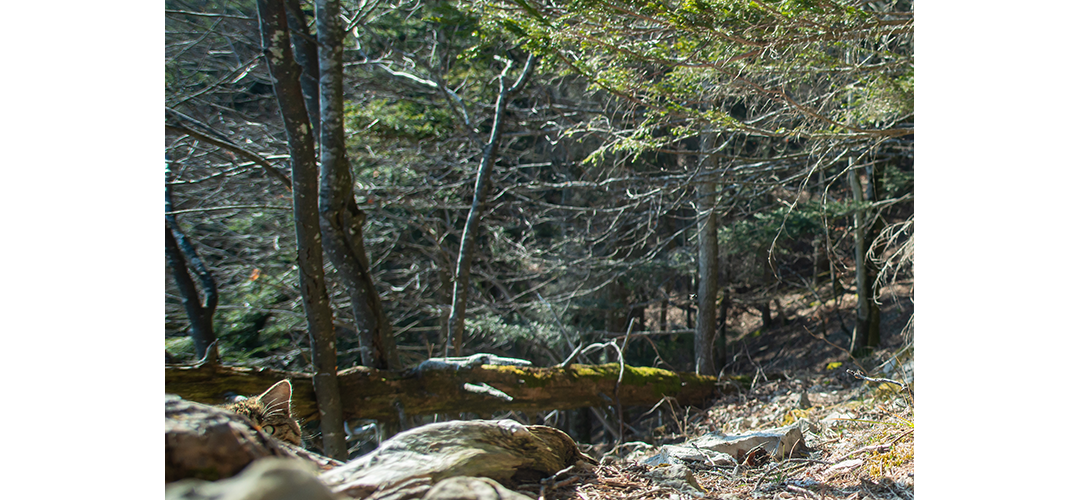 Die heim­li­che Köni­gin des&nbsp;Jura