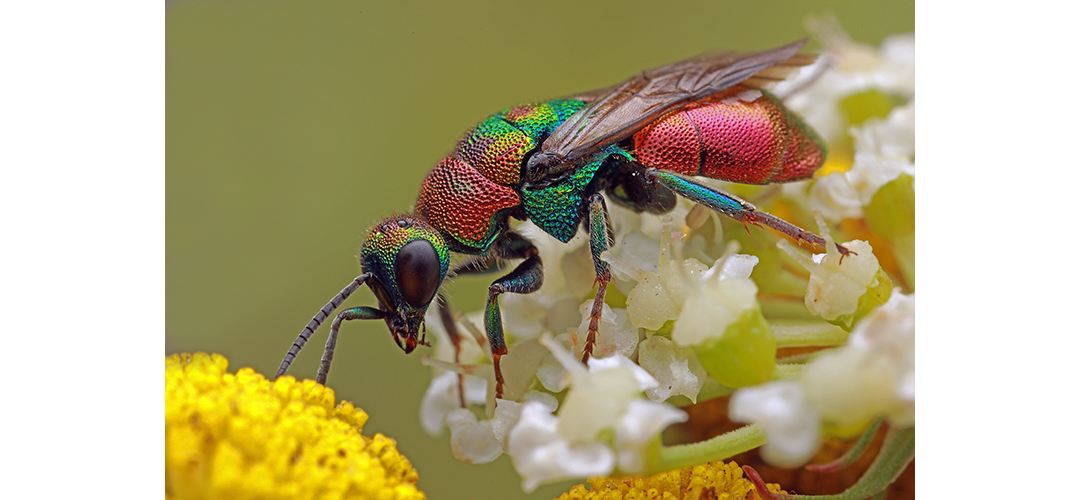 Wes­pe, wer bist&nbsp;Du?