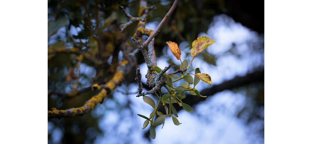 Die mysti­sche Mistel