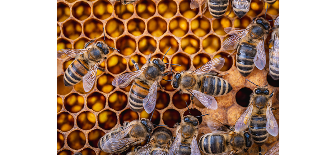 Honig­bie­nen