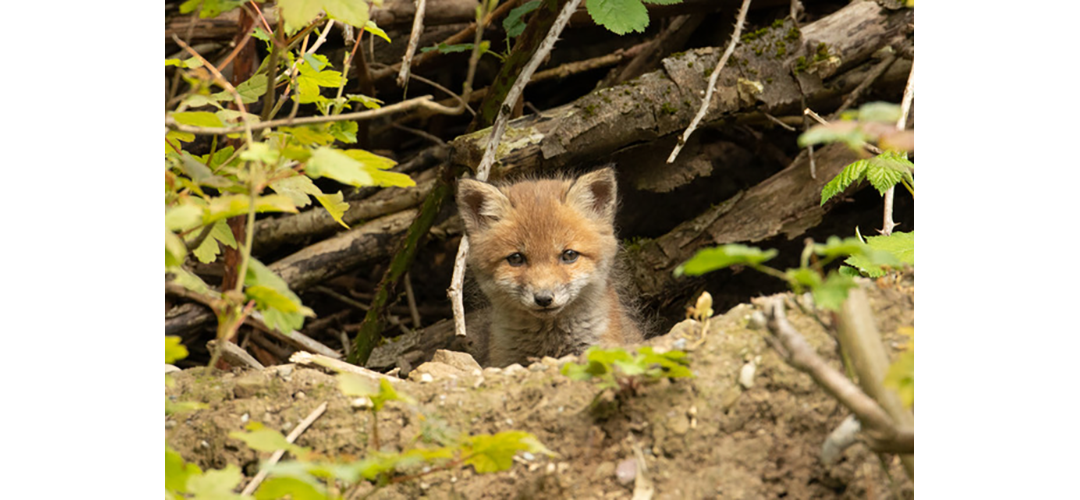 Unter­wegs mit dem Wildhüter