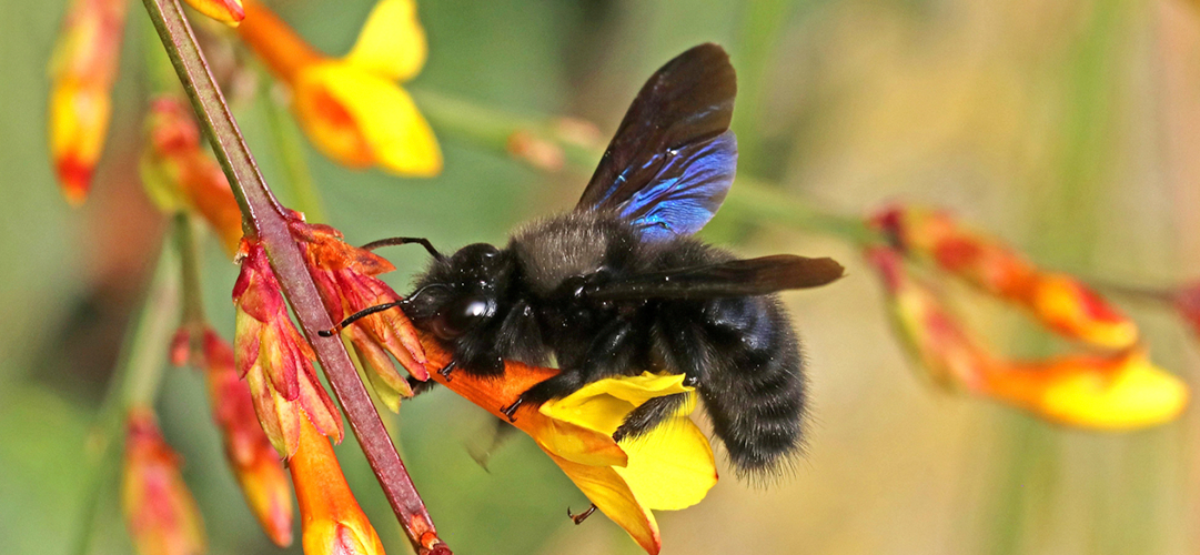 Die Blau­schwar­ze Holzbiene